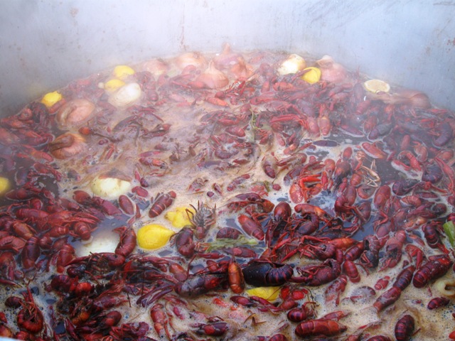 Boiled South Louisiana Crawfish