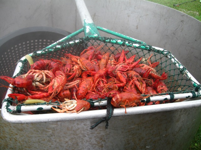 Boiled Crawfish comming out of the pot!