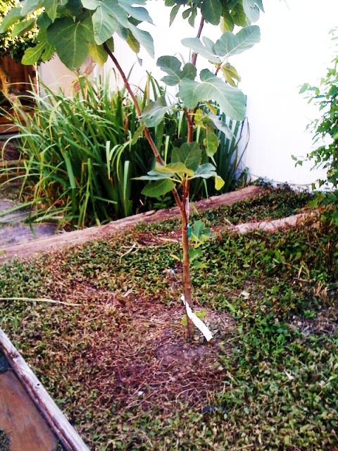 How Big Do Fig Trees Get Uk - Brown Turkey Fig Trees