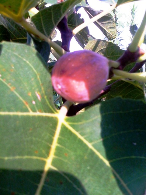 Closeup of a ripe fig!!