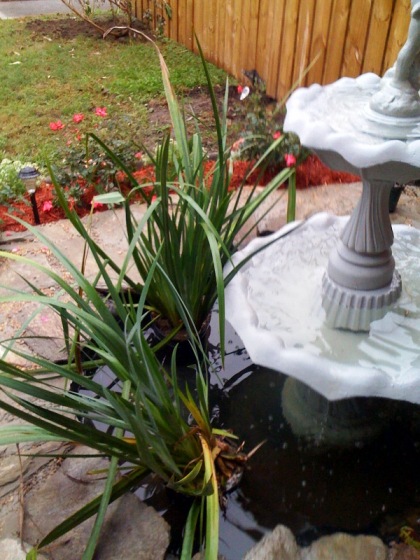 Water Irises