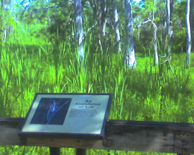 Water Irisis Bayou Coquille Trail, Barataria Preserve, Jean Lafitte