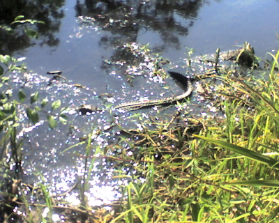 Alligator on the Kenta Canal Trail, Barataria Preserve, Jean Lafitte National Historical Park