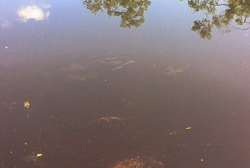 Fish in the Kenta Canal Trail, Barataria Preserve, Jean Lafitte National Historical Park