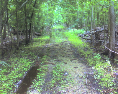 Wood Duck Trail Jean Lafitte