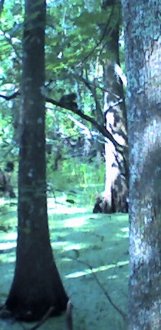 Gray squirrel, Barataria Preserve