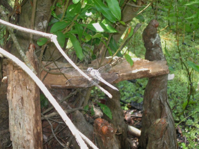 Dragonfly, Barataria Preserve