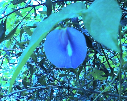 Blue Butterfly Pea Vine Flower, Bayou Coquille