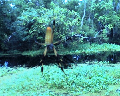 Golden Silk Spider (Banana), Kenta Canal, Jean Lafitte National Park and Preserve