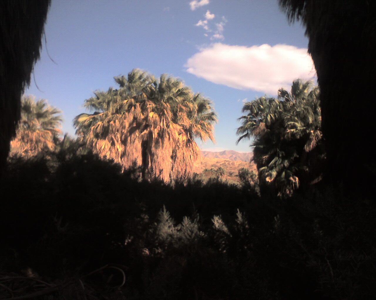 Thousand Palms, Wilhelm Oasis Palm Springs