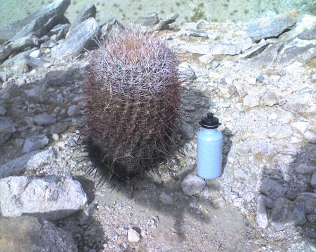 Fishhook Cactus, Little San Bernardino Mts