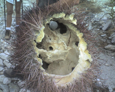 Dead Fishhook Cactus, Little San Bernardino Mts