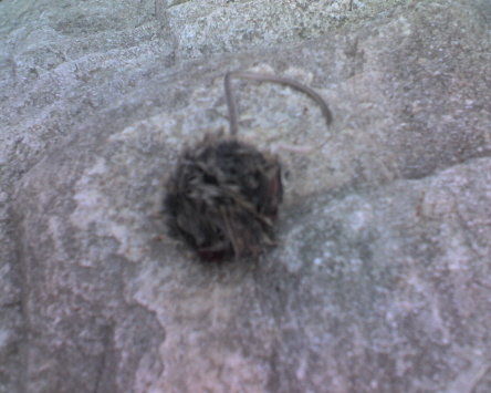 Thaquitz Canyon, dead mouse