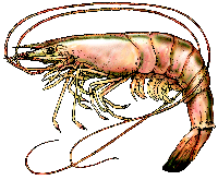 Shrimp are added to a Creole Jambalaya
