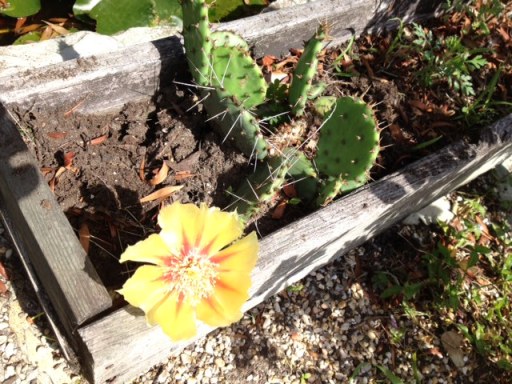 Cactus Flower