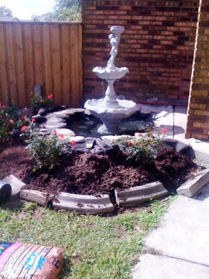 Planting Knock Out Roses