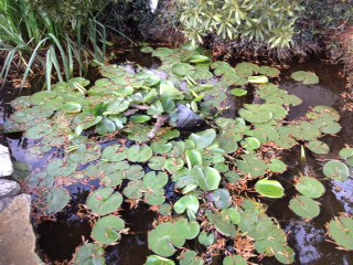 20 plus year old water lily!