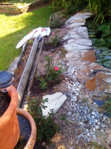 Knock Out Roses planted May 2011