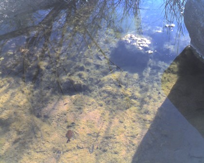 Sandy Creek fish at Enchanted Rock