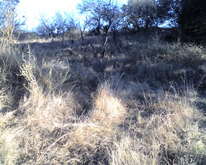 Enchanted Rock