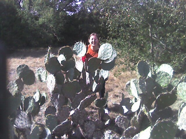 Government Canyon Pear Cactus Stand