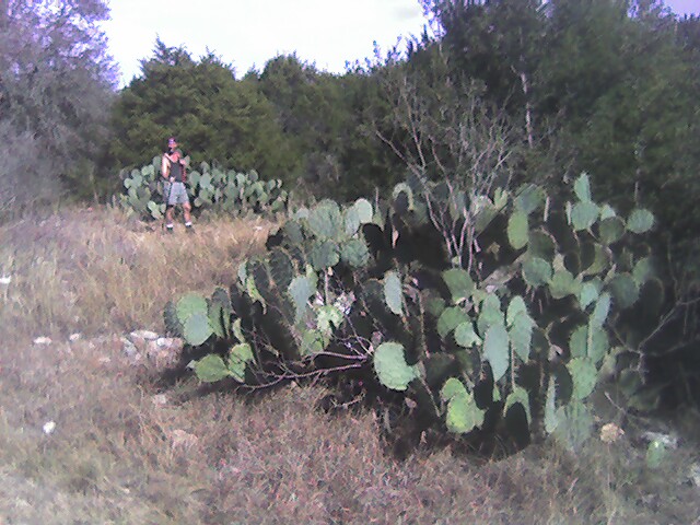 Pear Cactus Government Canyon