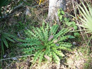 Thistle Plant
