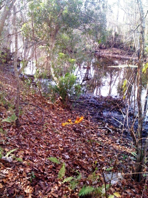 Bayou Coquille