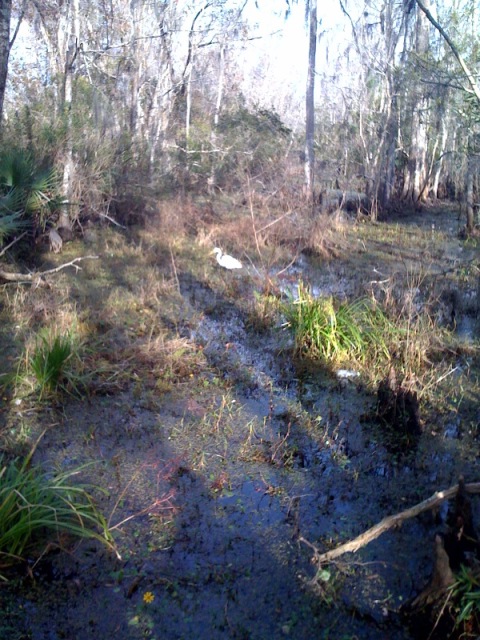 Egret and Alligator!