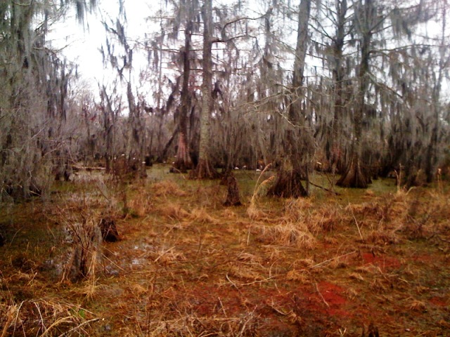 Egret Rookery