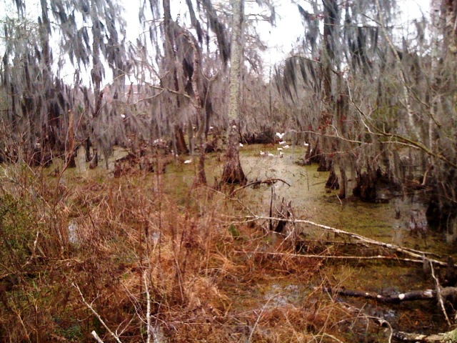 Egrets Feeding.