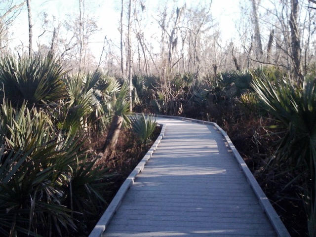Palmettos abound!
