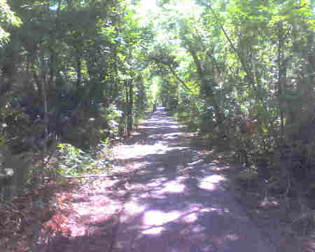 Bayou Coquille Trail, Barataria Preserve, Jean Lafitte National Historical Park