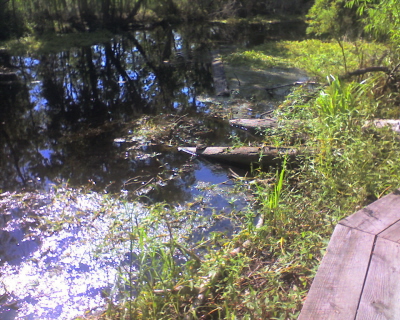 Kenta Canal Trail, Barataria Preserve, Jean Lafitte National Historical Park