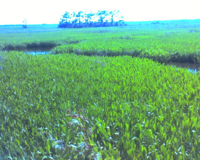 Kenta Canal Trail, Barataria Preserve, Jean Lafitte National Historical Park