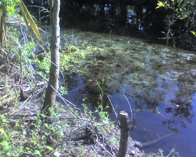 Kenta Canal Trail, Barataria Preserve, Jean Lafitte National Historical Park