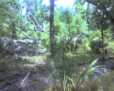 Pecan Grove, Ring Levee, Wood Duck Trail, Barataria Preserve, Jean Lafitte National Park