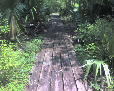 Pecan Grove, Ring Levee, Wood Duck Trail, Barataria Preserve, Jean Lafitte National Park