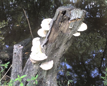 Mushrooms