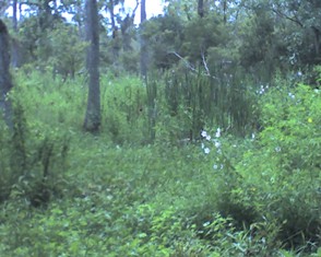 Bull's Tongue Flowers, Bayou Coquille & Kenta Canal Trails 