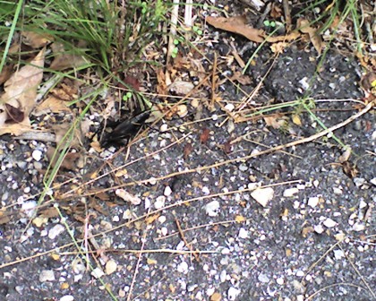 Black Lubber Grasshopper, Bayou Coquille Jean Lafitte National Preserve