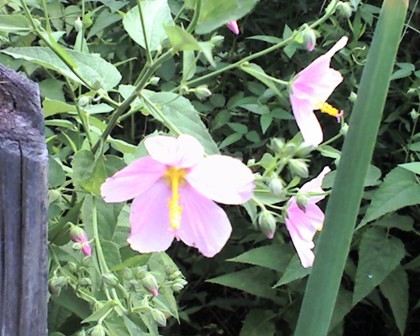 Salt Marsh-Mallow Flower,  Bayou Coquille, Jean Lafitte National Park and Preserve