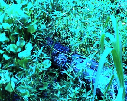 Alligator on Log, Kenta Canal, Jean Lafitte National Preserve