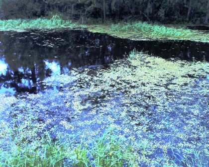 Winking Alligator, Kenta Canal, Jean Lafitte National Preserve