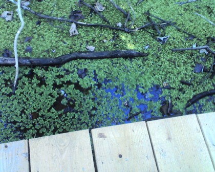 Ring Levee Trail, Barataria Preserve, Jean Lafitte National Park