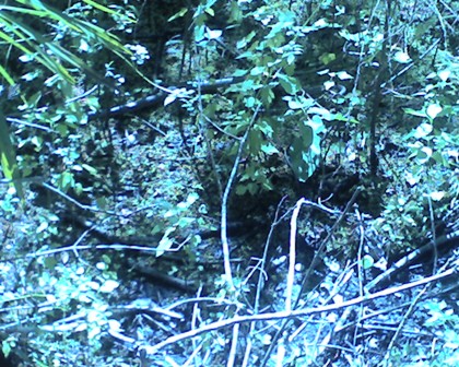 Raser Snake, Wood Duck Trail, Barataria Preserve, Jean Lafitte National Park