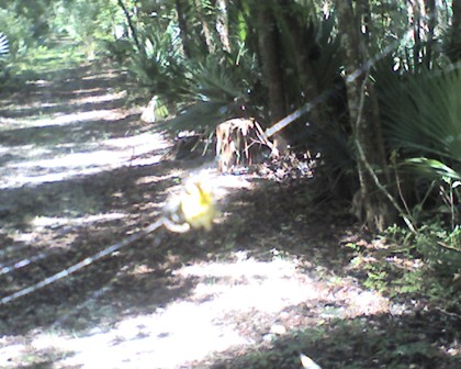 Spider's Web Wood Duck Trail, Barataria Preserve, Jean Lafitte National Park
