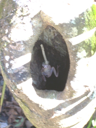 The snake has a nice frog lunch!