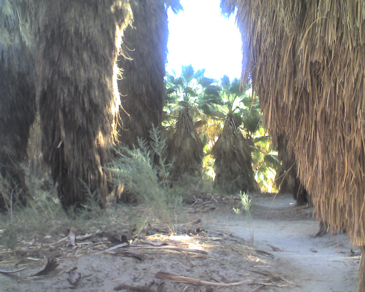 Thousand Palms, Wilhelm Oasis Palm Springs