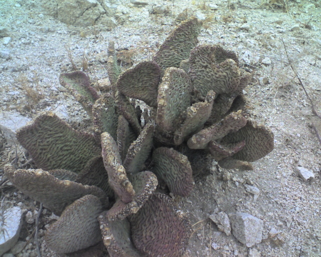Pear Cactus, San Bernardino Mts